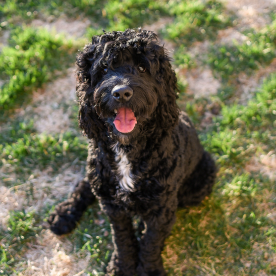 Portuguese Water Dog Puppies For Sale - Puppy Love PR
